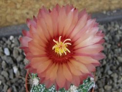 Astrophytum  niveum X red červený květ, akabana, pot 5,5 cm - 12405681