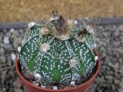 Astrophytum  niveum X red červený květ, akabana, pot 5,5 cm - 12405682