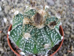 Astrophytum  niveum X red červený květ, akabana, pot 5,5 cm - 12405683