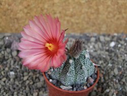 Astrophytum  niveum X red červený květ, akabana, pot 5,5 cm