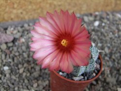 Astrophytum  niveum X red červený květ, akabana, pot 5,5 cm - 12405685