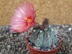 Astrophytum  niveum X red červený květ, akabana, pot 5,5 cm - 12405686