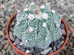 Astrophytum  niveum X red červený květ, akabana, pot 5,5 cm - 12405687