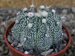Astrophytum  niveum X red červený květ, akabana, pot 5,5 cm - 12405688