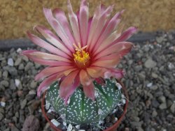 Astrophytum  capricorne X red červený květ, akabana, pot 5,5 cm