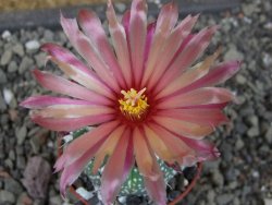 Astrophytum  capricorne X red červený květ, akabana, pot 5,5 cm - 12405690