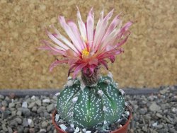 Astrophytum  capricorne X red červený květ, akabana, pot 5,5 cm - 12405691