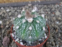 Astrophytum  capricorne X red červený květ, akabana, pot 5,5 cm - 12405692