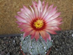 Astrophytum  capricorne X red červený květ, akabana, pot 6,5 cm