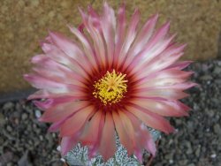 Astrophytum  capricorne X red červený květ, akabana, pot 6,5 cm - 12405694