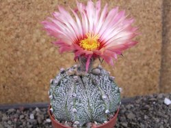 Astrophytum  capricorne X red červený květ, akabana, pot 6,5 cm - 12405695