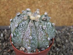 Astrophytum  capricorne X red červený květ, akabana, pot 6,5 cm - 12405696