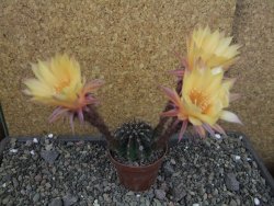 Echinopsis hybrid pot 7 cm - 12405702
