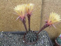 Echinopsis hybrid pot 7 cm - 12405703