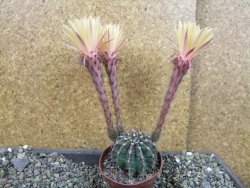 Echinopsis hybrid pot 7 cm - 12405705