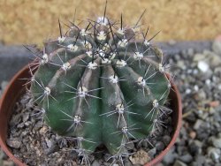 Echinopsis hybrid pot 7 cm - 12405706