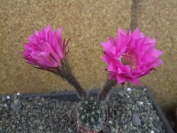 Echinopsis hybrid pot 5,5 cm - 12405707