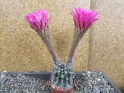 Echinopsis hybrid pot 5,5 cm - 12405709