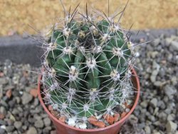 Echinopsis hybrid pot 5,5 cm - 12405710