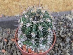 Echinopsis hybrid pot 5,5 cm - 12405711