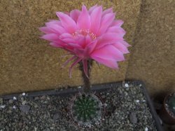 Echinopsis hybrid pot 6,5 cm - 12405716