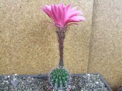 Echinopsis hybrid pot 6,5 cm - 12405717