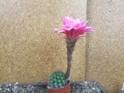 Echinopsis hybrid pot 6,5 cm - 12405719