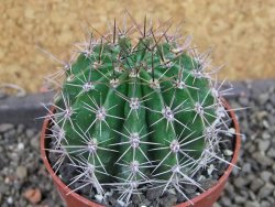 Echinopsis hybrid pot 6,5 cm - 12405720