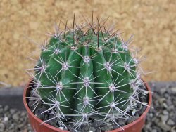Echinopsis hybrid pot 6,5 cm - 12405721