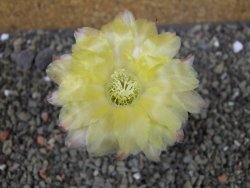 Acanthocalycium glaucum pot 5,5 cm - 12405733