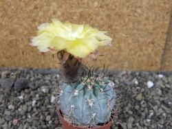 Acanthocalycium glaucum pot 5,5 cm - 12405734