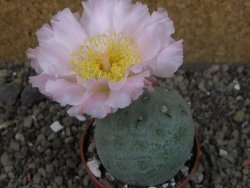 Tephrocactus geometricus, pot 6,5 cm - 12405746
