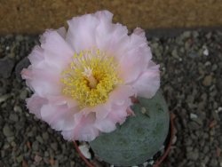 Tephrocactus geometricus, pot 6,5 cm