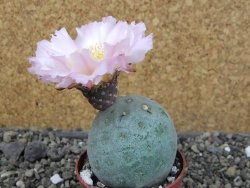 Tephrocactus geometricus, pot 6,5 cm - 12405748