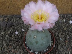Tephrocactus geometricus, pot 6,5 cm - 12405749