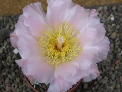 Tephrocactus geometricus, pot 6,5 cm - 12405750