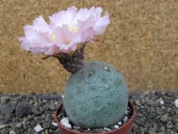 Tephrocactus geometricus, pot 6,5 cm - 12405751