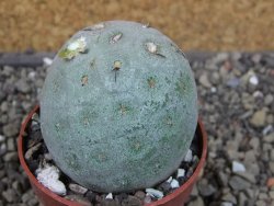 Tephrocactus geometricus, pot 6,5 cm - 12405752