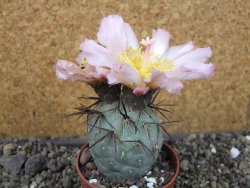 Tephrocactus geometricus, pot 6,5 cm - 12405753