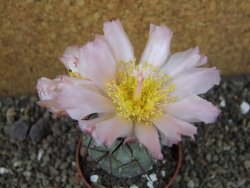 Tephrocactus geometricus, pot 6,5 cm