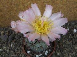 Tephrocactus geometricus, pot 6,5 cm - 12405755