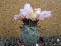 Tephrocactus geometricus, pot 6,5 cm - 12405756
