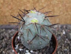 Tephrocactus geometricus, pot 6,5 cm - 12405757