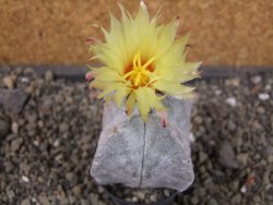 Astrophytum coahuilense quadricostatum, pot 5,5 cm