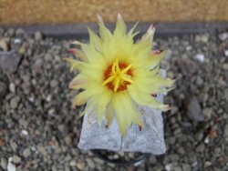 Astrophytum coahuilense quadricostatum, pot 5,5 cm - 12405772