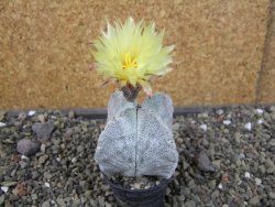 Astrophytum coahuilense quadricostatum, pot 5,5 cm - 12405773