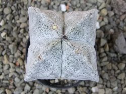 Astrophytum coahuilense quadricostatum, pot 5,5 cm - 12405774