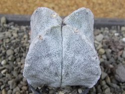 Astrophytum coahuilense quadricostatum, pot 5,5 cm - 12405775