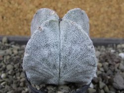 Astrophytum coahuilense quadricostatum, pot 5,5 cm - 12405776