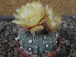Astrophytum Z Jasenné pot 5,5 cm - 12405766